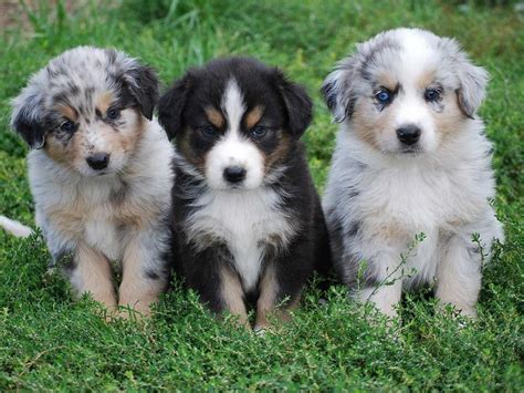 australian shepherd puppies wallpapers for desktop | All Puppies ...