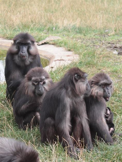 Tonkean Macaque, Macaca tonkeana | New England Primate Conservancy