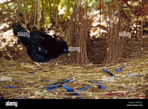 Satin Bowerbird (Ptilonorhynchus violaceus) male displaying blue objects near the bower to ...