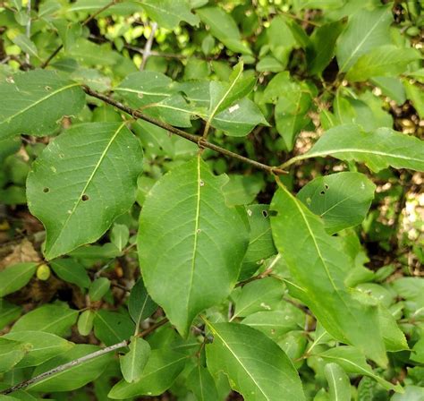 Viburnum prunifolium - Trees and Shrubs Online