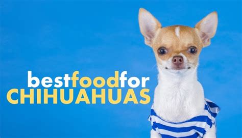 Best Dog Food for Chihuahuas (and Which to Avoid) | HerePup!