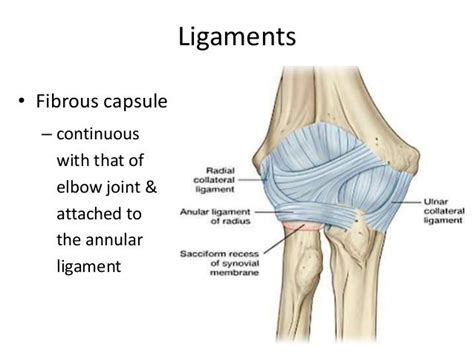 annular ligament - Google Search | Annular, Capsule, Joint