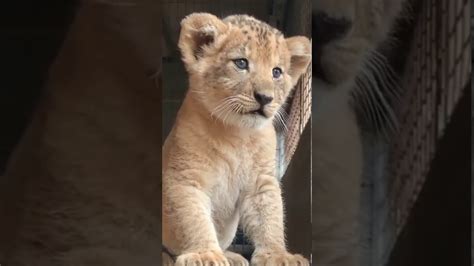 Cutest lion cub roar 🦁 - YouTube