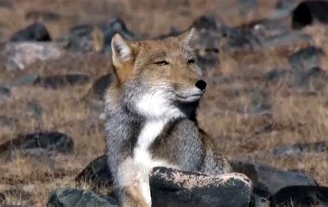 Tibetan Sand Fox Facts, Habitat, Diet, Life Cycle, Baby, Pictures