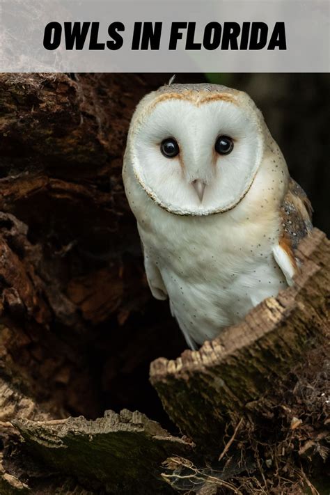 Florida Owls: 7 Species of Owls in Florida (With Pictures) | Owls in ...