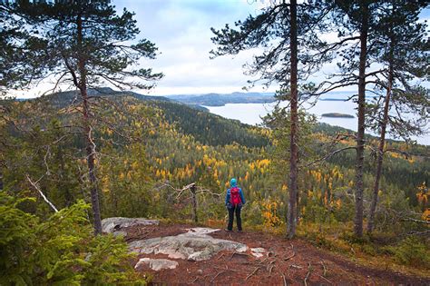 Roaming the hills and forests of Koli National Park in Finland - Stunning Outdoors