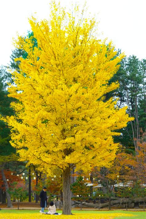 Buy Autumn Gold Ginkgo | FREE SHIPPING | Wilson Bros Gardens | 3 Gallon ...