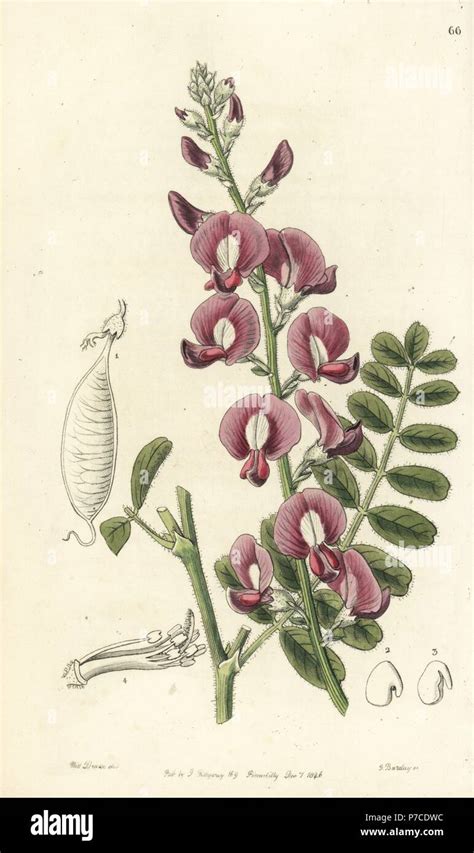 Darling pea or Captain Grey's swainsona, Swainsona greyana. Handcoloured copperplate engraving ...