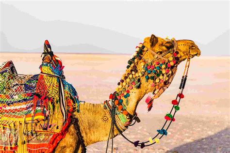 Bikaner Camel Festival, Camel Fair in Bikaner, Bikaner Camel Fair 2020