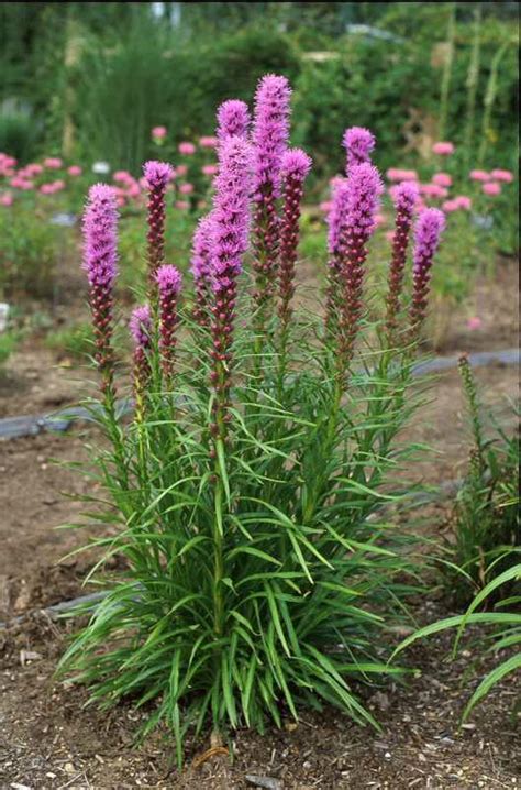 Blazing Star, Dense (Liatris spicata) – Field to Cottage Nursery