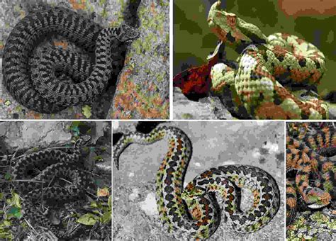 Diverse specie di Vipere in Italia: riconoscerle dagli altri serpenti