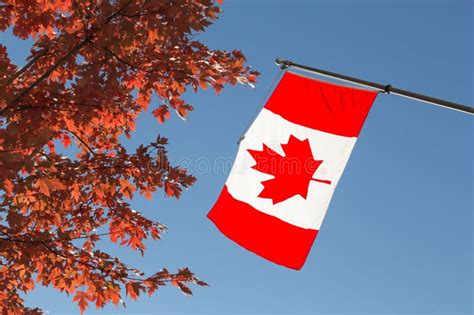 Canada Flag and Maple Tree stock photo. Image of fall - 45623378