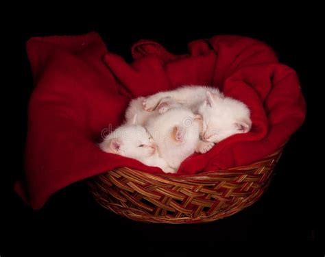 Three Kittens Sleeping in a Basket Stock Photo - Image of three, white: 12611144