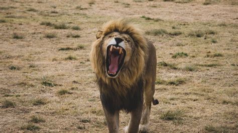 Close up of Lion Roaring · Free Stock Photo