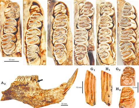 Lower cheek teeth of the extinct paca Cuniculus rugiceps (Lund, 1837 ...