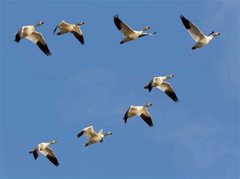 What is a Group of Geese Called? (Full List and Why?) | Bird Fact