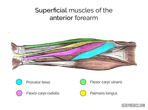 Muscles of the Anterior Forearm | Anatomy | Geeky Medics