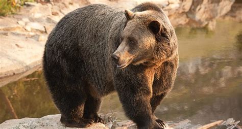 Rescatando al oso grizzly - National Geographic en Español