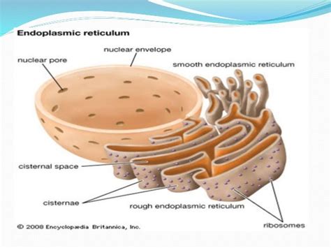 [ The Endoplasmic Reticulum Plays An ] - Best Free Home Design Idea & Inspiration