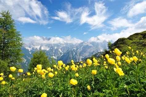 photography, Nature, Landscape, Summer, Wildflowers, Mountains, Clouds, Green, Yellow, Trees ...