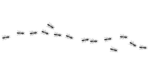 Ants invasion. Ant trail isolated in white background. Vector illustration 12894993 Vector Art ...