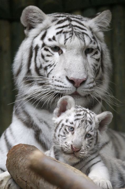 Black and white miracle: Rare white Bengal tiger triplets born in Czech ...