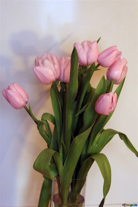 Tulips. bouquet free image - № 951