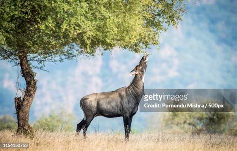 Blue Bull Photos and Premium High Res Pictures - Getty Images