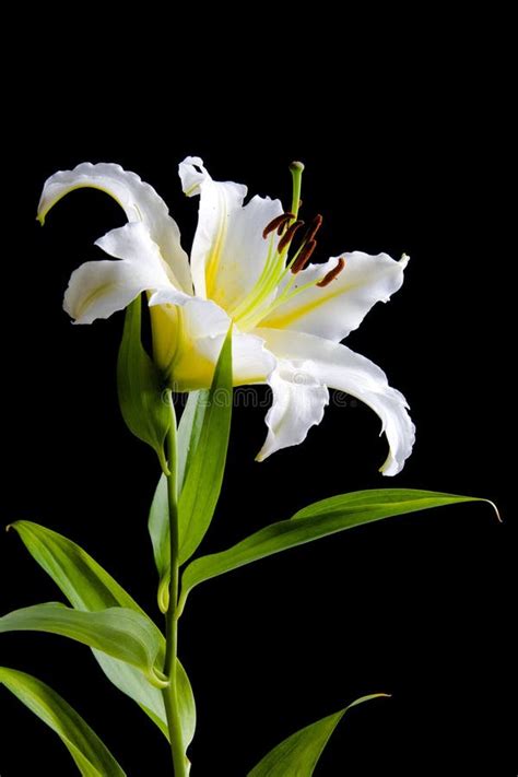 White Lily on Black Background Stock Image - Image of isolated, nature: 4019201