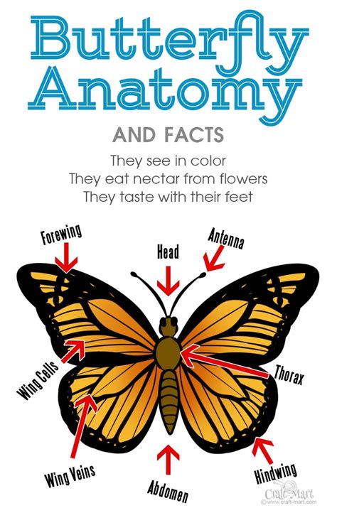 Butterfly Anatomy at Ida Smith blog