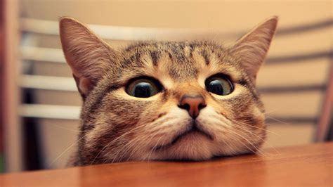 Funny Cat Desktop Wallpaper (66+ images)