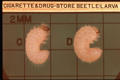 Drugstore Beetle