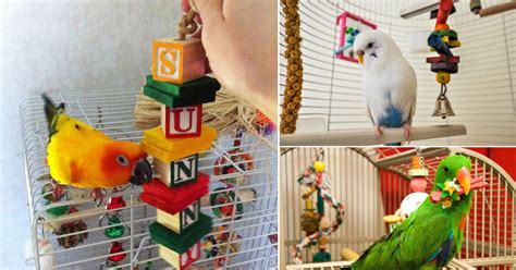 34 Homemade DIY Budgie Toys Ideas ⋆ Bright Stuffs