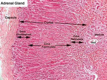 Adrenal Histology