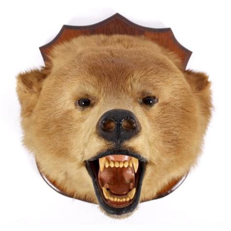Montana Brown Bear Head Taxidermy Mount