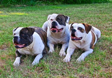 American Bulldog Thrilling Facts You Should Know - PetShoper