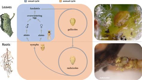 The life cycle of grape phylloxera, alternating between a sexual phase... | Download Scientific ...