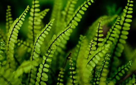 Fern Wallpapers HD | PixelsTalk.Net