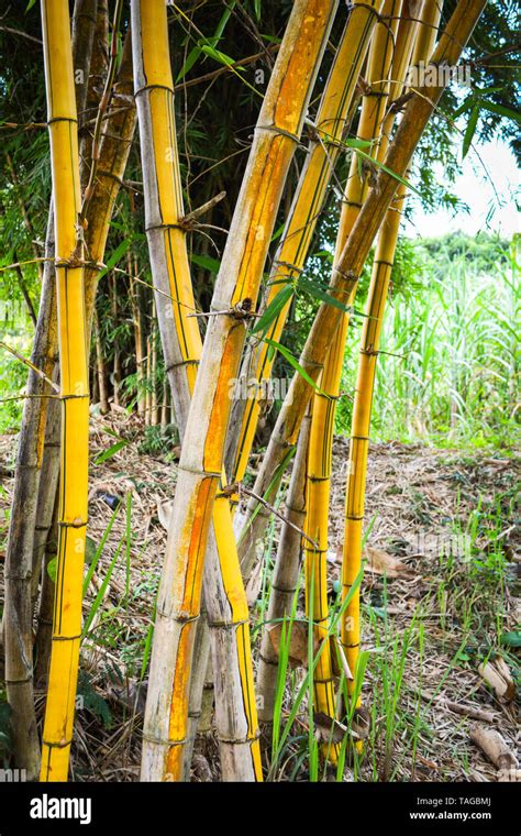 Fresh yellow bamboo stalks tree with green pattern on agricultural bamboo forest and farm ...