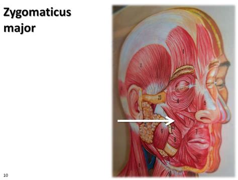 Zygomaticus major, diagram - Muscles of the Upper Extremit… | Flickr