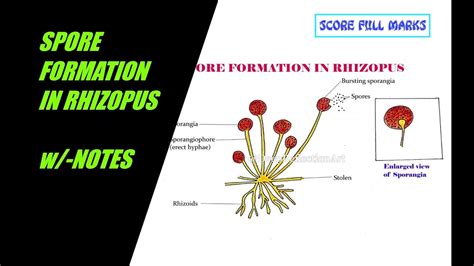 Spore Formation Diagram