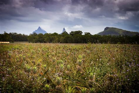 Beerwah | Sunshine Coast area | Queensland