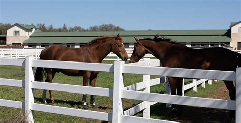 Polo Club Equine