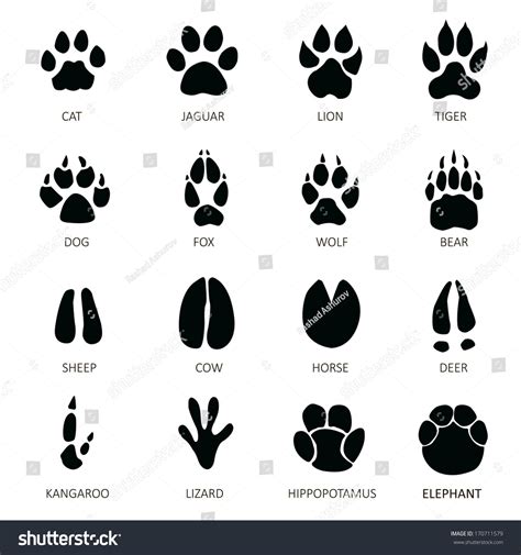 118,422 Animal Footprints Images, Stock Photos, 3D objects, & Vectors ...