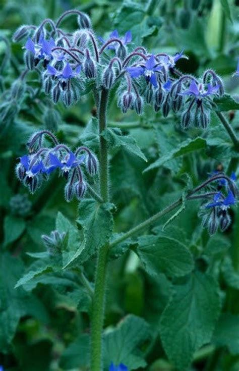 Yummy EDIBLE Borage Flower Seeds Medicinal Organic Blue | Etsy