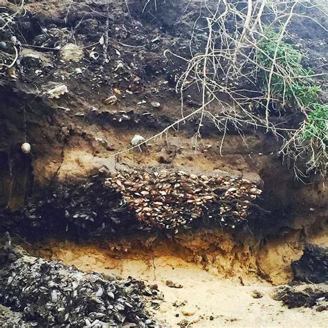 Shell midden near Brown's Creek north of Skene's Creek Great Ocean Rd # ...