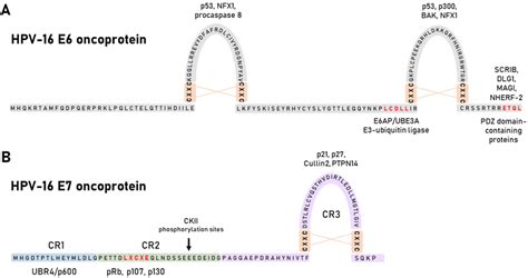 E6 and E7 oncoproteins of HPV-16. (A) Schematic representation of ...