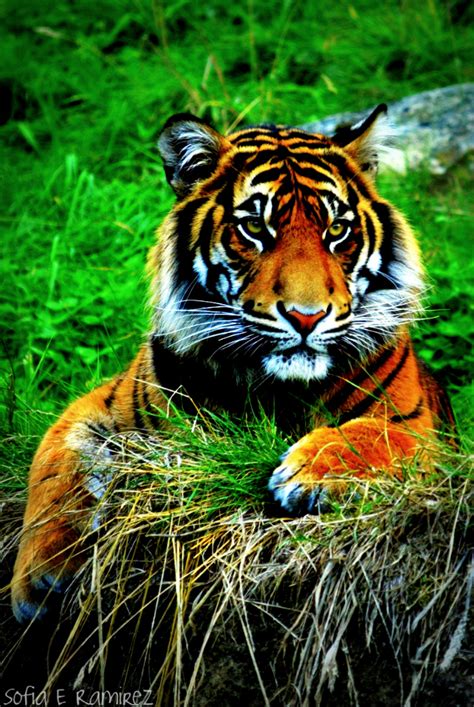 iPhone 4 Wallpaper- Tiger by SofiaERamirez on DeviantArt