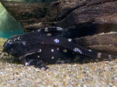 Spotted Raphael Catfish 101: Care, Diet, Tank Size, Tank Mates, & More