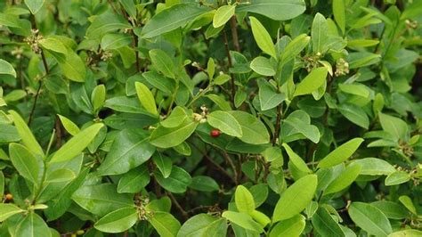 Coca plants in Colombia